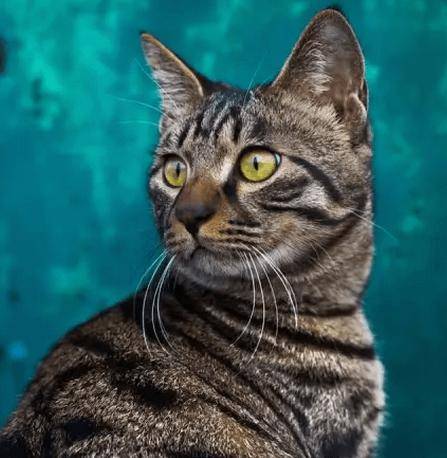 十大宠物猫排名,10种最受欢迎的宠物猫种类排行榜