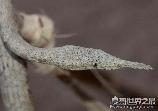 世界上最怪异的蛇（世界十大最奇特的蛇盘点）