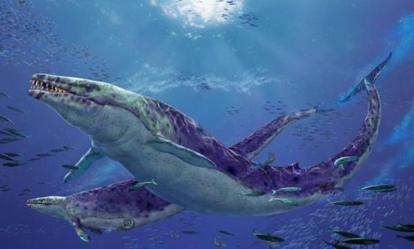 海洋十大霸主排名，海洋10大霸主排行榜