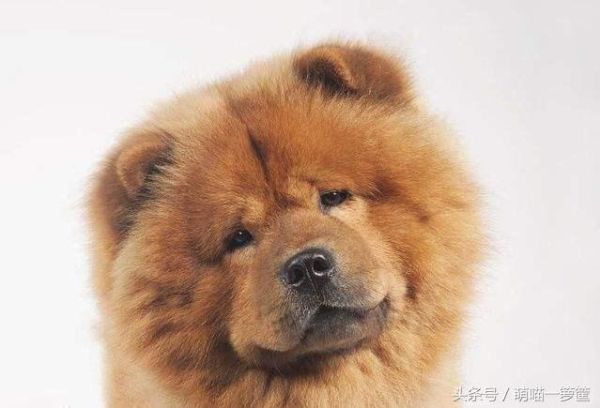 十大最护主的狗，最护主的狗狗排行前十