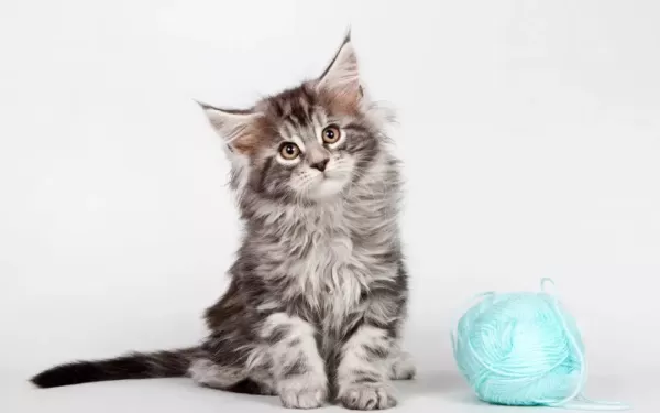 十大宠物猫排名，十大温顺的猫咪排行榜