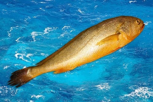 世界上十大最贵海鱼（10大名贵海鱼价格表）