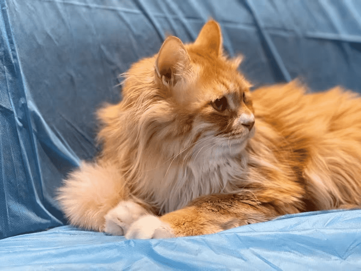 十大放心猫粮国产（10款放心猫粮国产名单）
