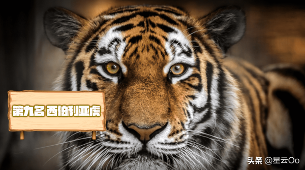 史前十大猫科动物（历史上10种最大的猫科动物）