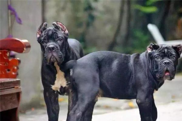 世界十大恶犬盘点（世上最凶猛的十大恶犬）