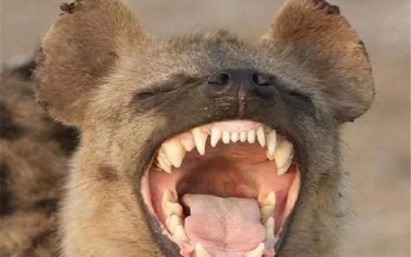 全球十大咬合力最强的猛兽（咬合力最强的动物排名前十）