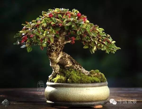 十大盆景名贵树种排名（世界十大金奖盆景排名）