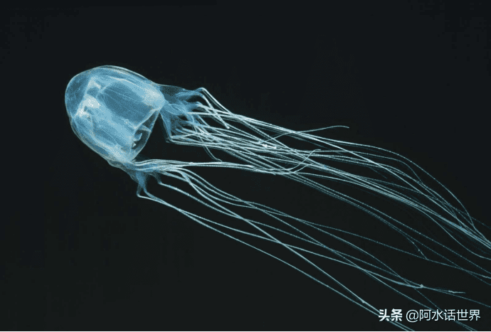 世界上十大最危险动物，这10个才是真正危险动物