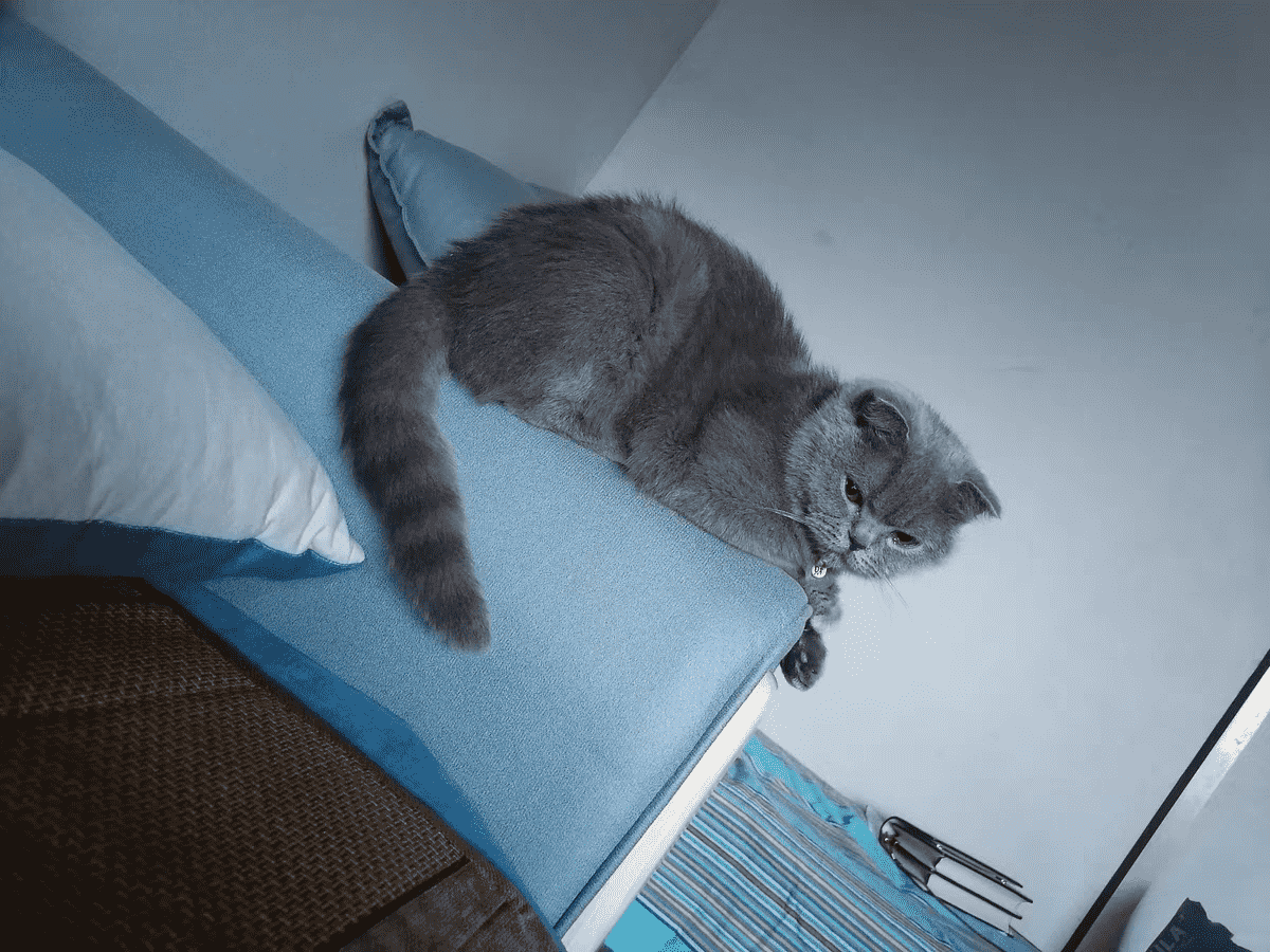 十大放心猫粮国产（10款放心猫粮国产名单）
