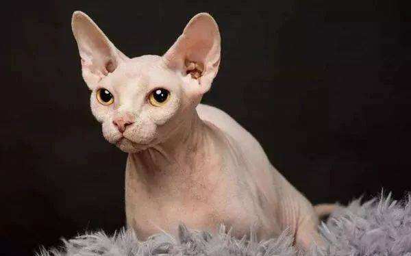 十大宠物猫排名最贵（10种全世界号称最贵的猫咪）