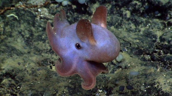 马里亚纳海沟十大恐怖生物（马里亚纳海沟发现的10种神秘生物）