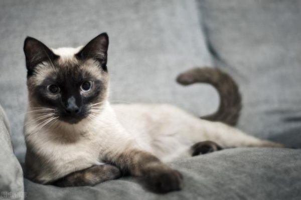世界上十大最漂亮的猫排名（十大公认漂亮的猫品种）
