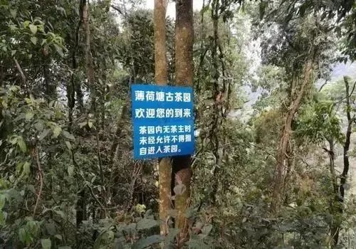 普洱茶十大名牌价格表(2022年价格最贵的十大普洱茶)