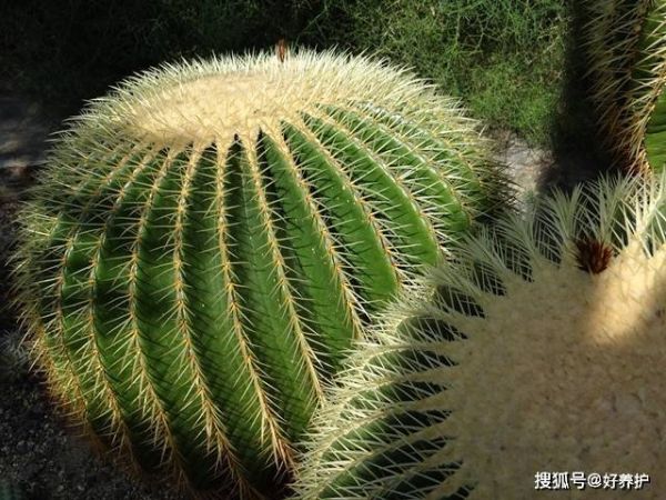 十大净化空气植物，10种可以净化空气的室内绿植