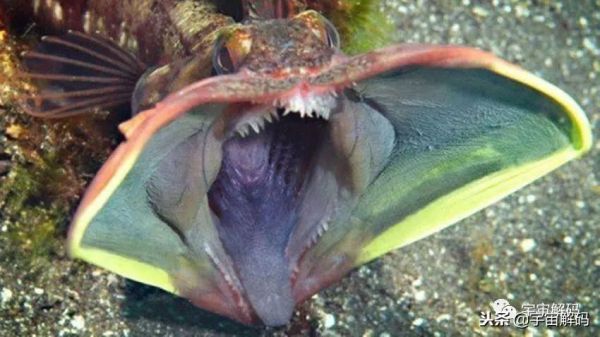 海洋十大最危险的生物，地球上最可怕的10种深海生物