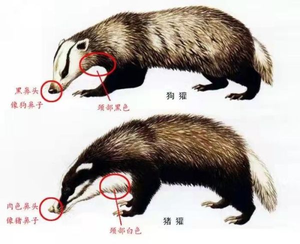 狗獾和猪獾有什么区别？