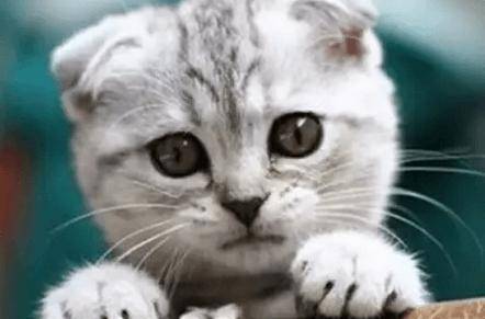 十大宠物猫排名,10种最受欢迎的宠物猫种类排行榜