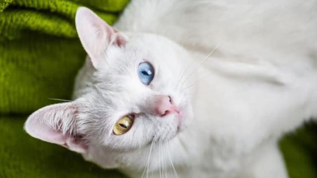 十大最昂贵的猫品种(世界上最贵的猫前十名)
