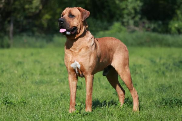 世界十大恶犬盘点（世上最凶猛的十大恶犬）