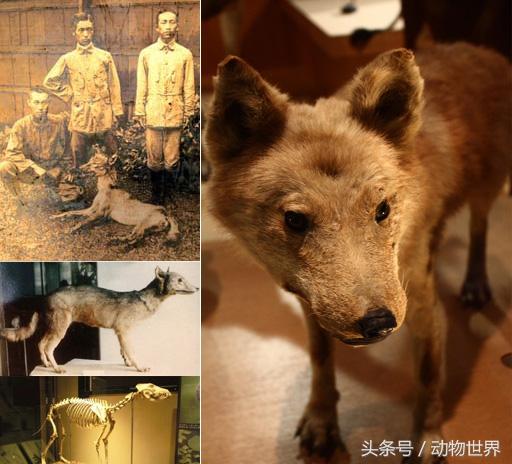 狼-全16个亚种 图文介绍