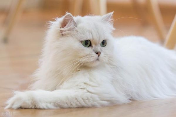 世界上十大最漂亮的猫排名（十大公认漂亮的猫品种）