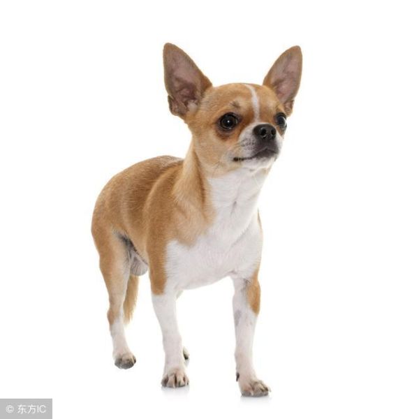 十大最萌的小型犬（10种又小又超可爱的狗狗）