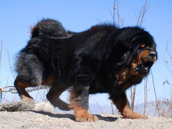 世界十大恶犬盘点（世上最凶猛的十大恶犬）