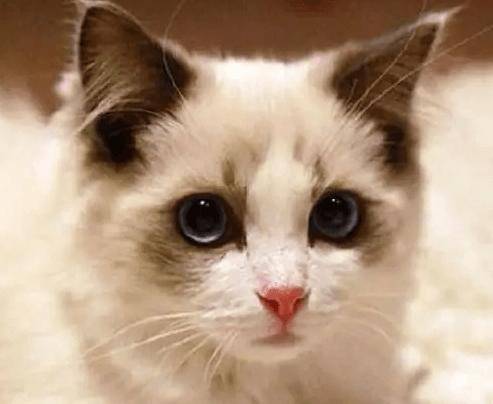 十大宠物猫排名,10种最受欢迎的宠物猫种类排行榜