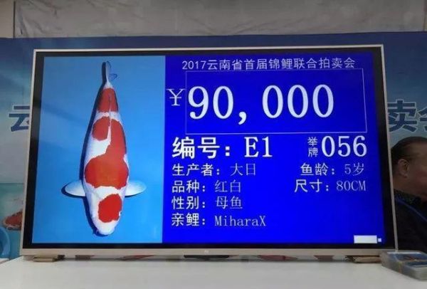 十大名贵锦鲤价格排名(附10大名贵海鱼价格表)