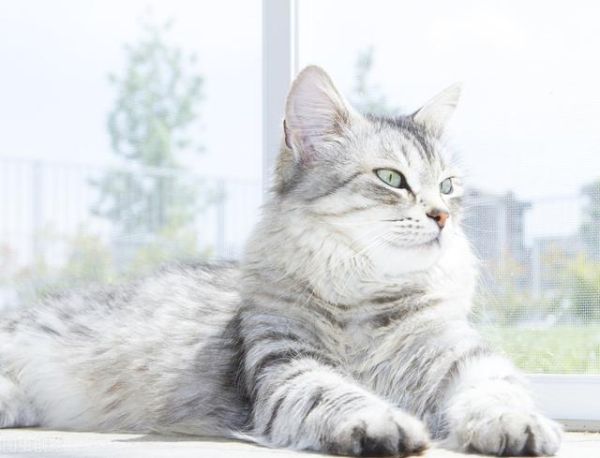 世界上十大最漂亮的猫排名（十大公认漂亮的猫品种）