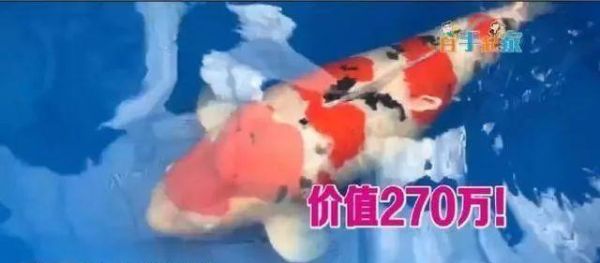 十大名贵锦鲤价格排名(附10大名贵海鱼价格表)