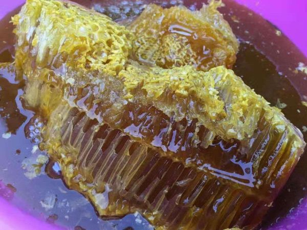 什么菌最贵十大名贵菌类（最名贵的十位山珍）
