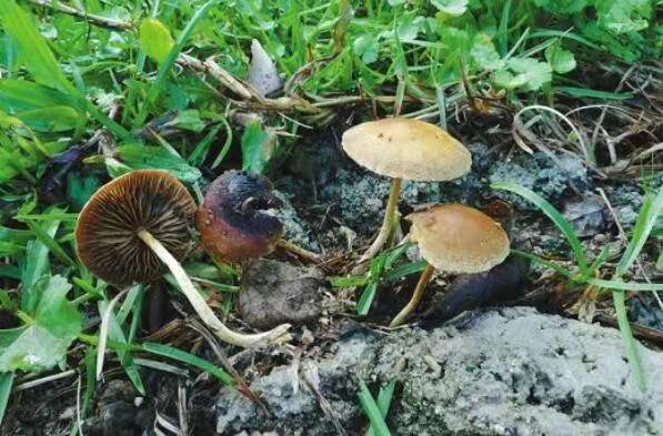 中国十大毒蘑菇，这第一种蘑菇致死率达95%