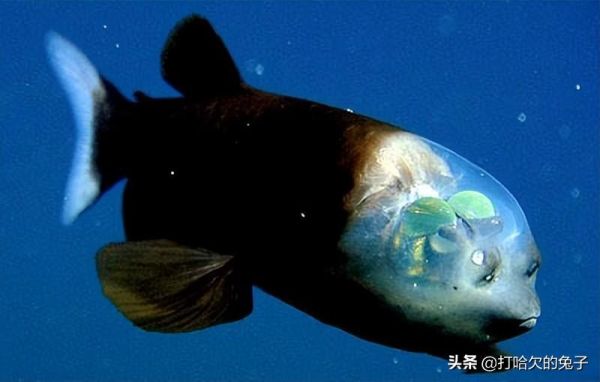 人类已被破解的十大世界未解之谜(盘点十大未解之谜解密真相)