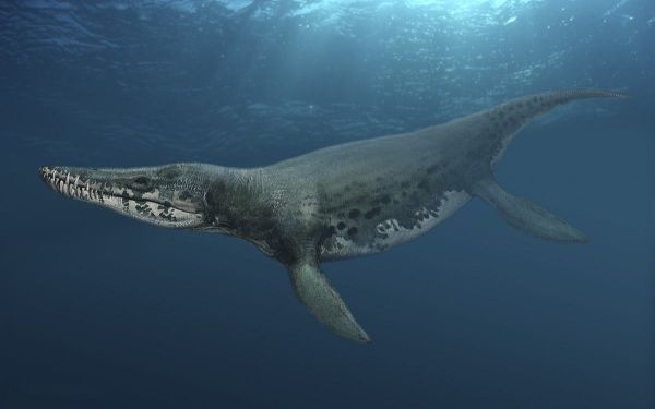 海洋十大霸主排名，海洋10大霸主排行榜