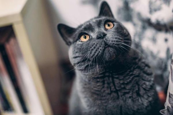 世界上十大最漂亮的猫排名（十大公认漂亮的猫品种）