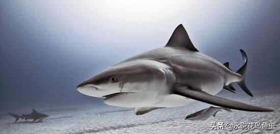 世界十大最危险的鲨鱼（最危险的鲨鱼之一）