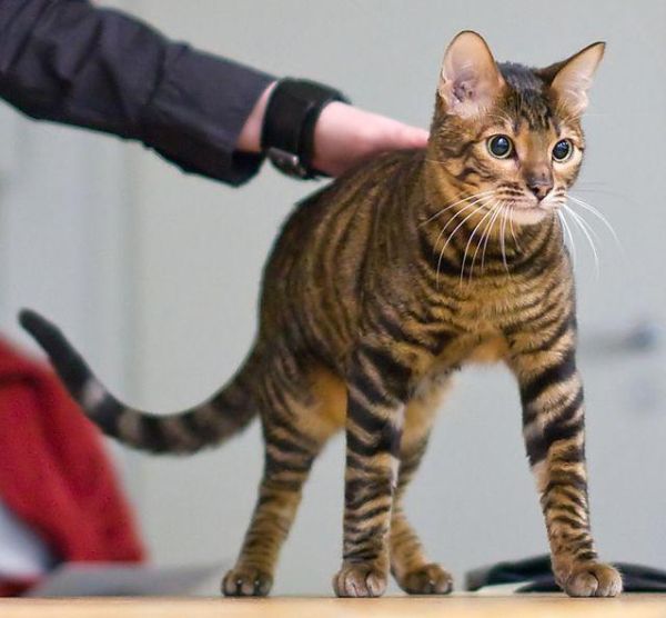 十大最昂贵的猫品种(世界上最贵的猫前十名)