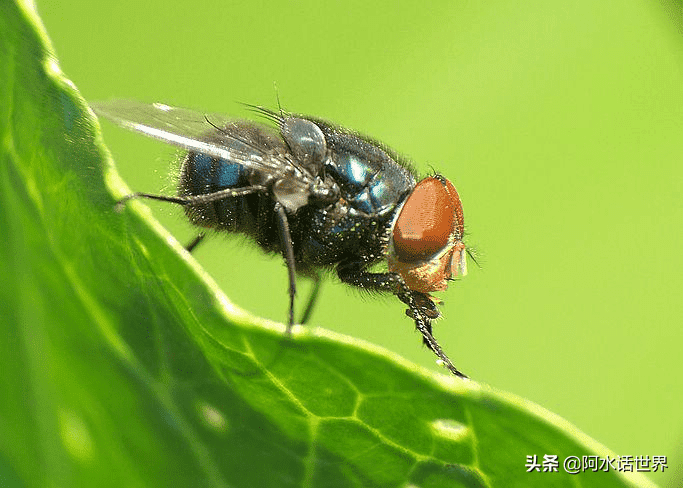 世界上十大最危险动物，这10个才是真正危险动物