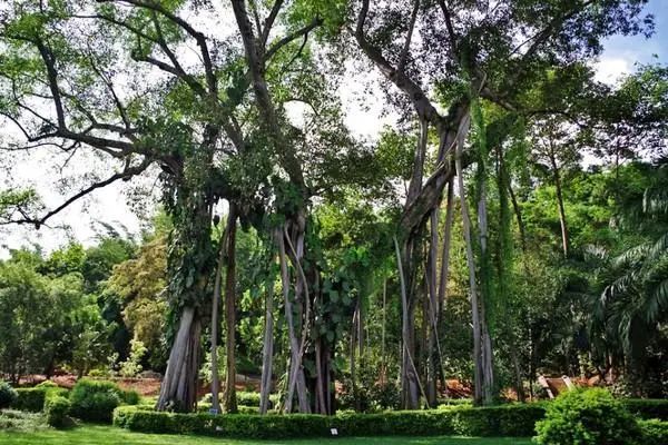 西双版纳十大旅游景点（西双版纳的10个好玩的景点推荐）