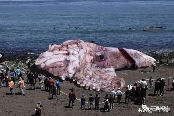 海洋十大最危险的生物，地球上最可怕的10种深海生物