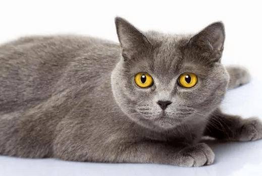 十大宠物猫排名,10种最受欢迎的宠物猫种类排行榜