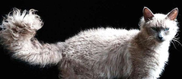 十大宠物猫排名最贵（10种全世界号称最贵的猫咪）