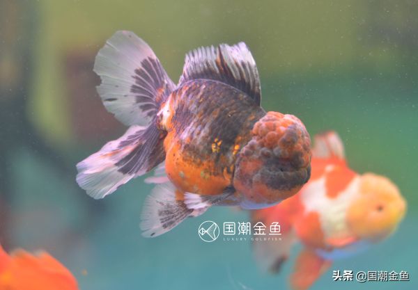 十大最好养的金鱼，十大好养活的金鱼品种