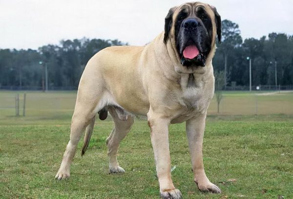 世界十大恶犬盘点（世上最凶猛的十大恶犬）