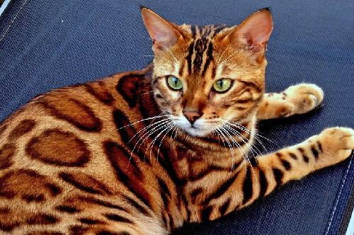 十大宠物猫排名最贵（10种全世界号称最贵的猫咪）