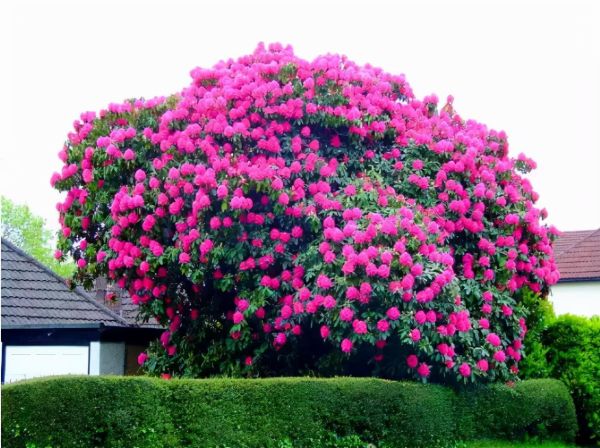 世界最漂亮的十大树(世界上最美丽的10种树) 世界最漂亮的十大树(世界上最美丽的10种树)