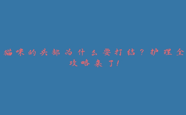 猫咪的头部为什么要打结?护理全攻略来了! 猫咪的头部为什么要打结?护理全攻略来了!