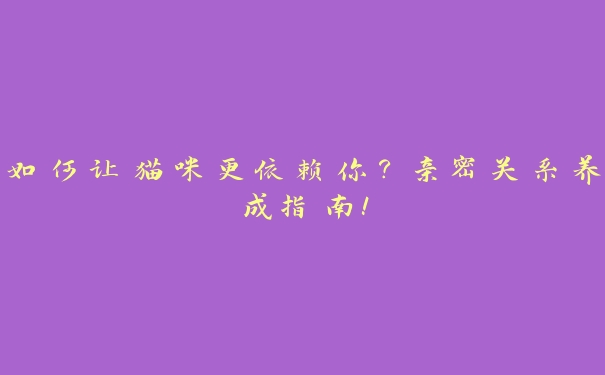 如何让猫咪更依赖你?亲密关系养成指南! 如何让猫咪更依赖你?亲密关系养成指南!