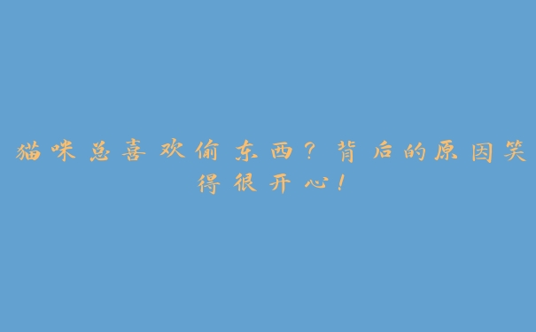 猫咪总喜欢偷东西?背后的原因笑得很开心! 猫咪总喜欢偷东西?背后的原因笑得很开心!